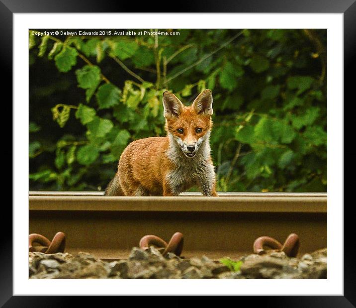  Foxy Express Framed Mounted Print by Delwyn Edwards