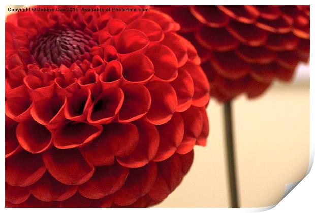  Red Pom Pom Dahlia Print by Debbie Cox