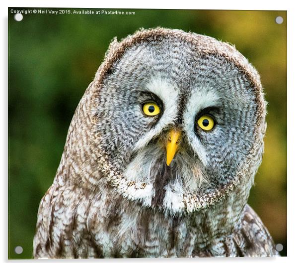  Great Gray Owl Acrylic by Neil Vary