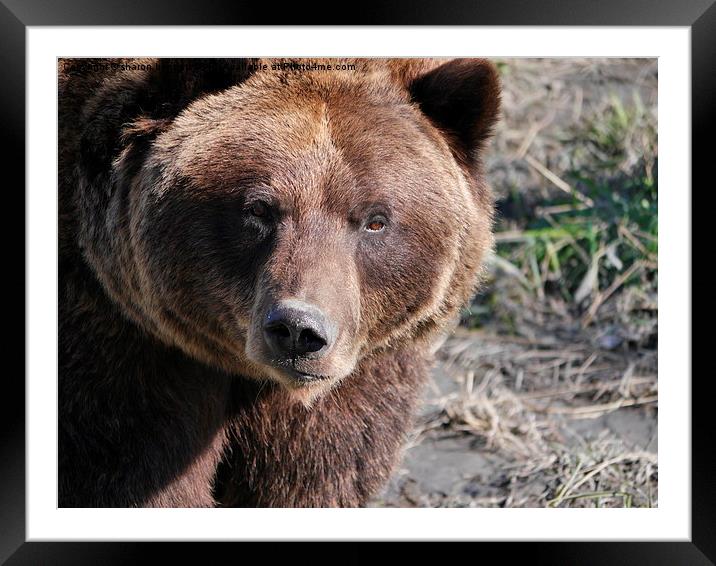  Grizzly Bear Framed Mounted Print by sharon bennett
