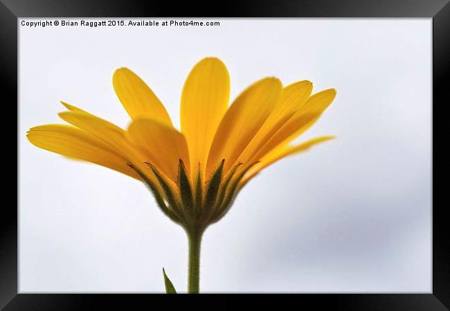  Yellow Daisy Flower Framed Print by Brian  Raggatt