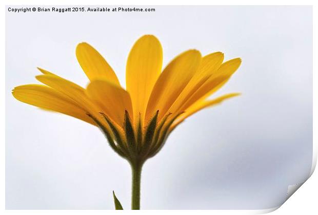  Yellow Daisy Flower Print by Brian  Raggatt