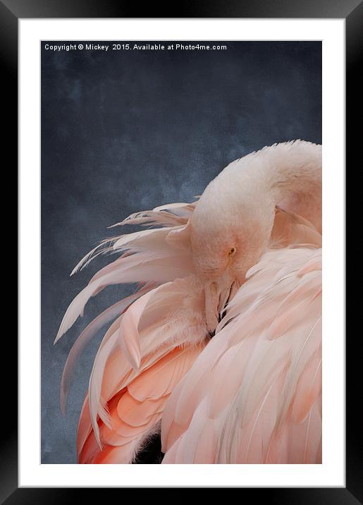 Flamingo Portrait Framed Mounted Print by rawshutterbug 