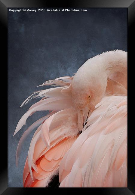 Flamingo Portrait Framed Print by rawshutterbug 