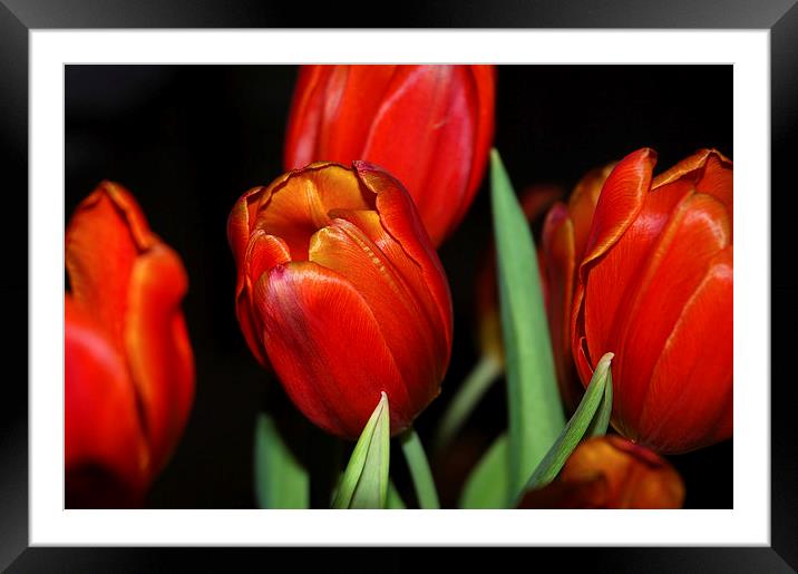 Orange Tulips within a dark background Framed Mounted Print by Harvey Hudson