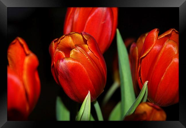 Orange Tulips within a dark background Framed Print by Harvey Hudson