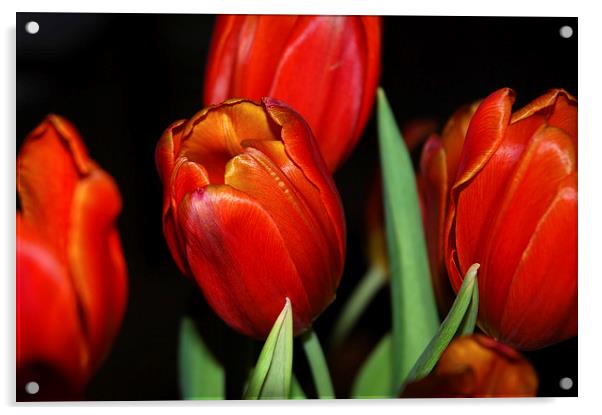 Orange Tulips within a dark background Acrylic by Harvey Hudson