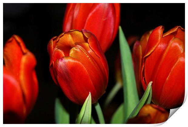 Orange Tulips within a dark background Print by Harvey Hudson