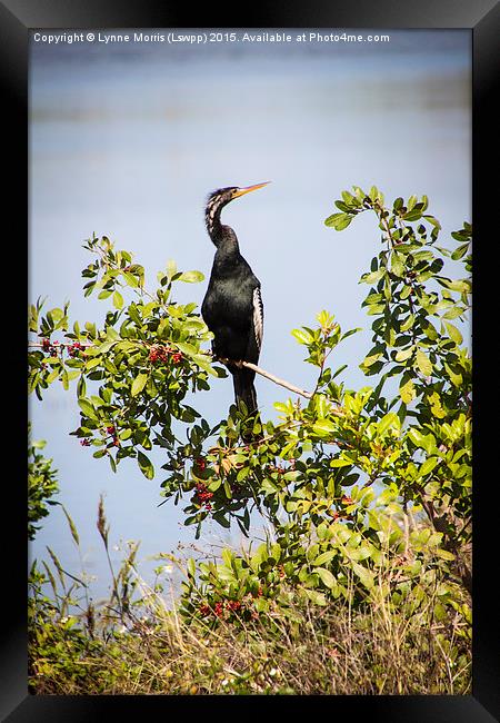  Perched Framed Print by Lynne Morris (Lswpp)