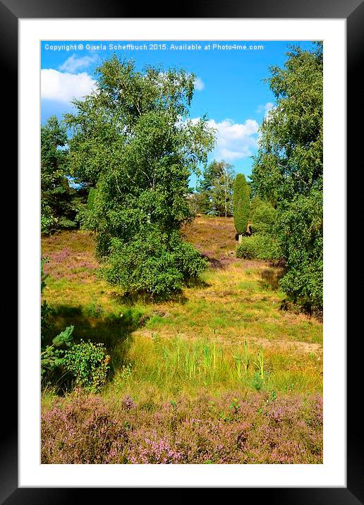  Heather in Bloom in the Luneburg Heath Framed Mounted Print by Gisela Scheffbuch
