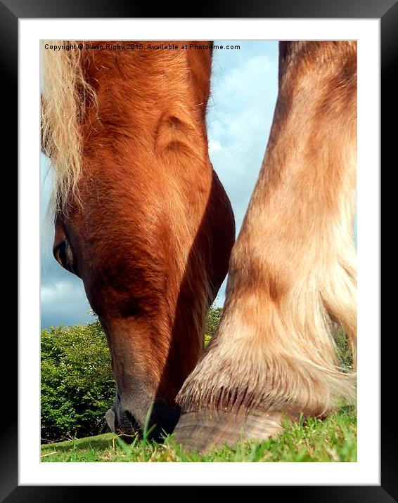 Palomino pony grazing. Framed Mounted Print by Dawn Rigby