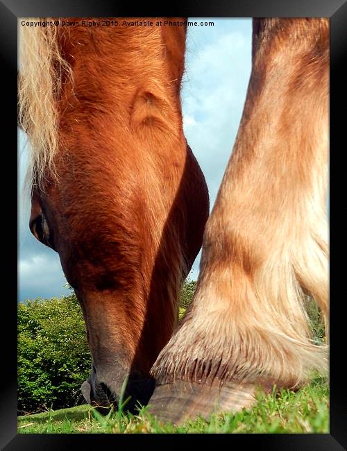  Palomino pony grazing. Framed Print by Dawn Rigby