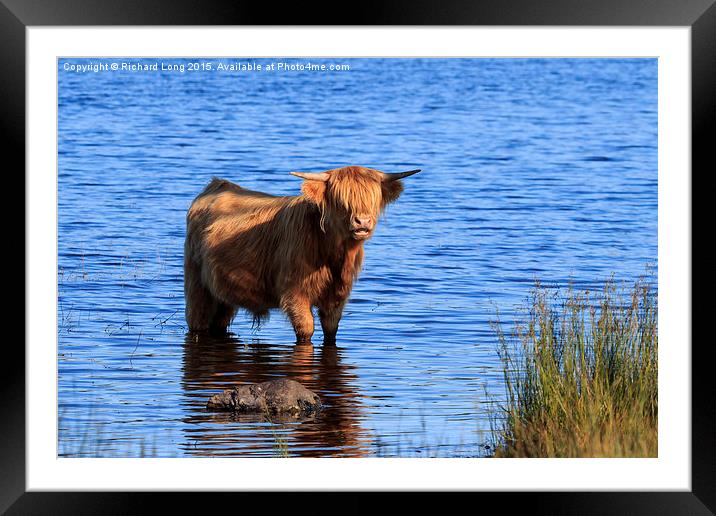  Sunlit Highland cow standing in Loch Achray Framed Mounted Print by Richard Long