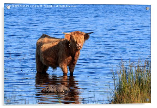  Sunlit Highland cow standing in Loch Achray Acrylic by Richard Long