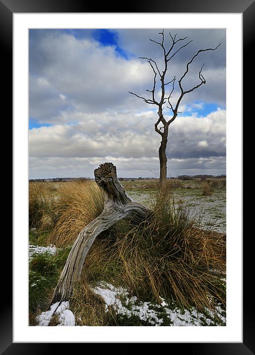 Tree and Trunk Framed Mounted Print by Stephen Mole