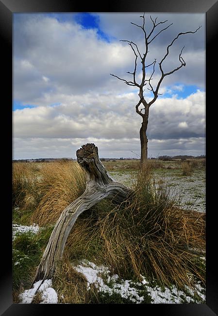 Tree and Trunk Framed Print by Stephen Mole