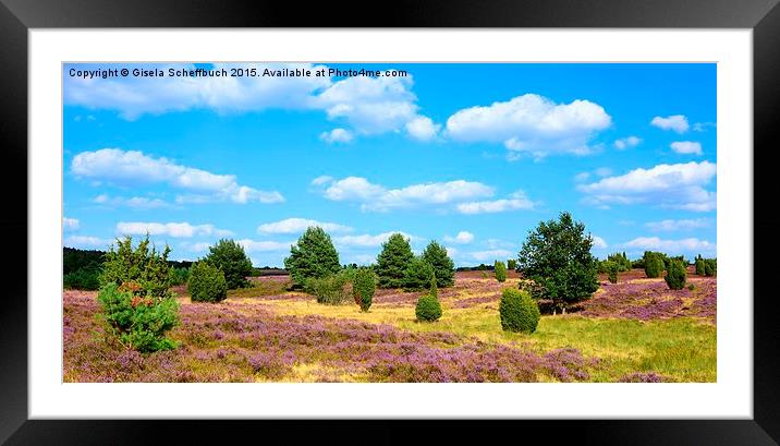 Heather in Bloom in the Luneburg Heath Framed Mounted Print by Gisela Scheffbuch
