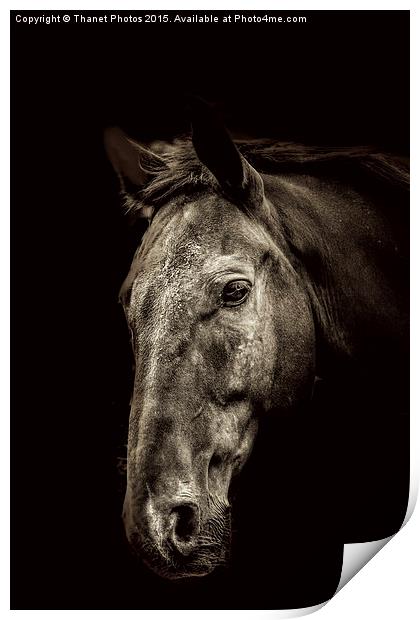  The Horse Print by Thanet Photos