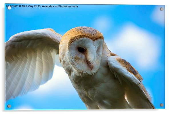  Barn Owl  Acrylic by Neil Vary