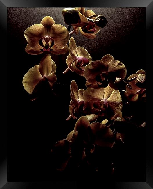  Orchids Framed Print by Ashley Cottle