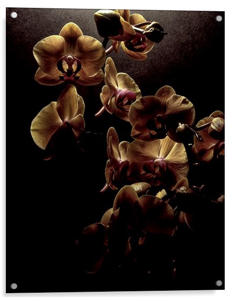  Orchids Acrylic by Ashley Cottle