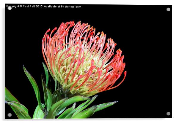 Protea Pincushion Acrylic by Paul Fell