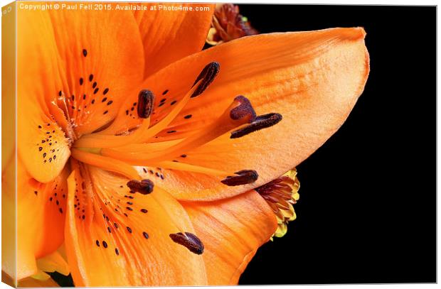 Tiger Lilly Canvas Print by Paul Fell