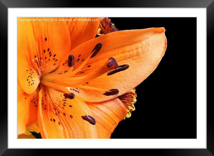 Tiger Lilly Framed Mounted Print by Paul Fell