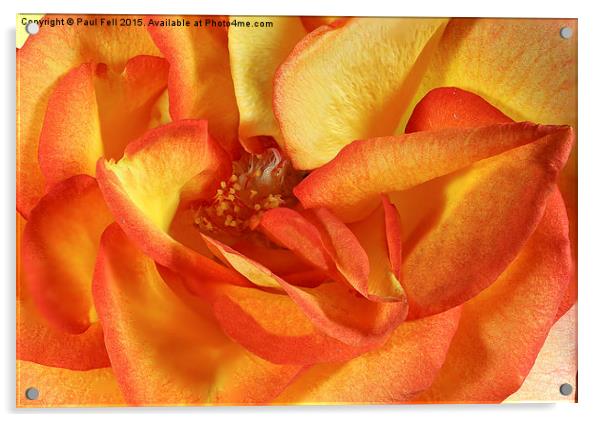 Orange Rose Acrylic by Paul Fell