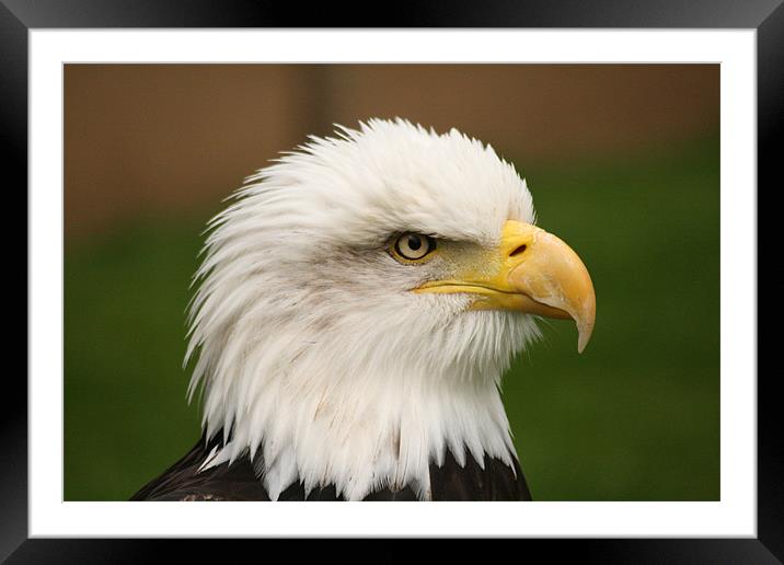 Bald Eagle Framed Mounted Print by Simon Case