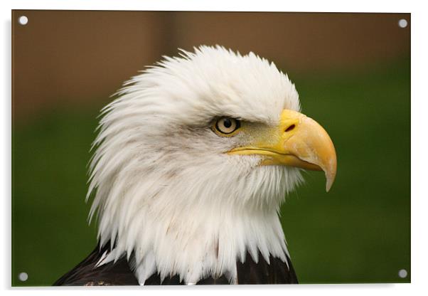 Bald Eagle Acrylic by Simon Case