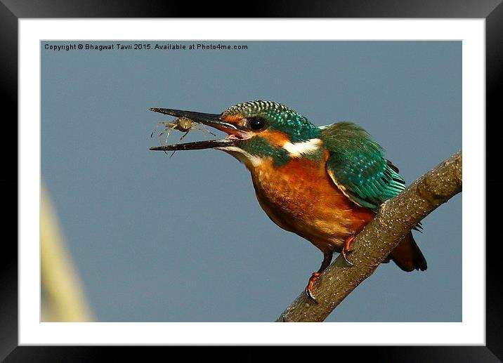  Common Kingfisher m Framed Mounted Print by Bhagwat Tavri