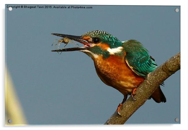  Common Kingfisher m Acrylic by Bhagwat Tavri