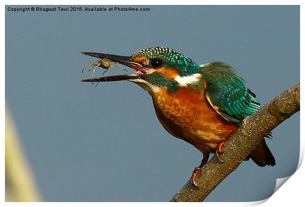  Common Kingfisher m Print by Bhagwat Tavri