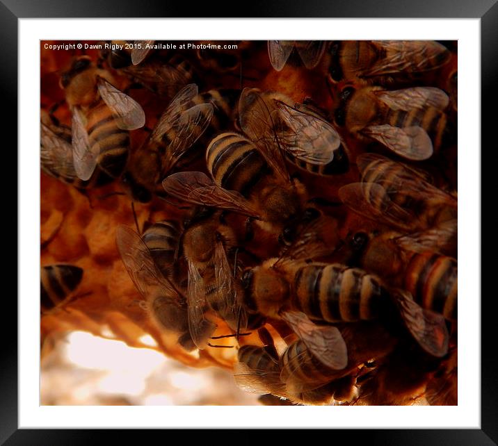  Honey Bees on comb. Framed Mounted Print by Dawn Rigby