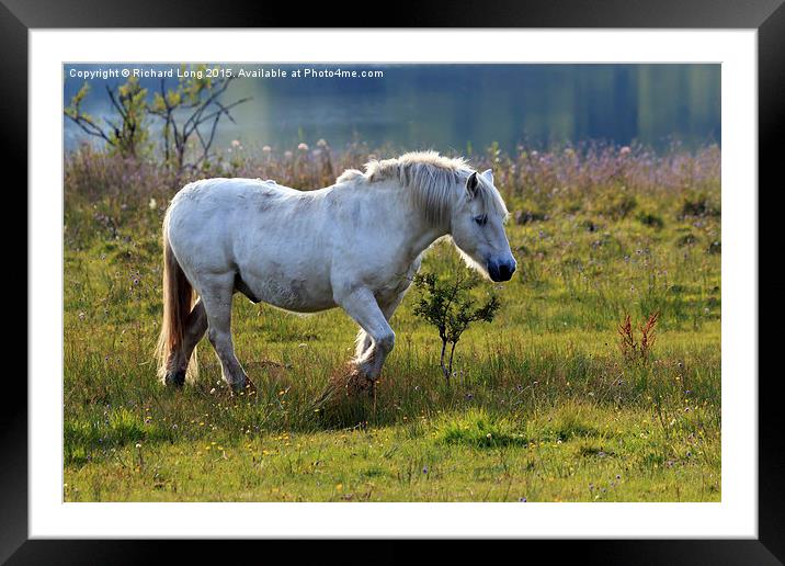  Sunlit White Stallion  Framed Mounted Print by Richard Long