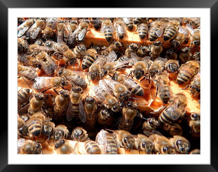  Honey bees on Frames. Framed Mounted Print by Dawn Rigby