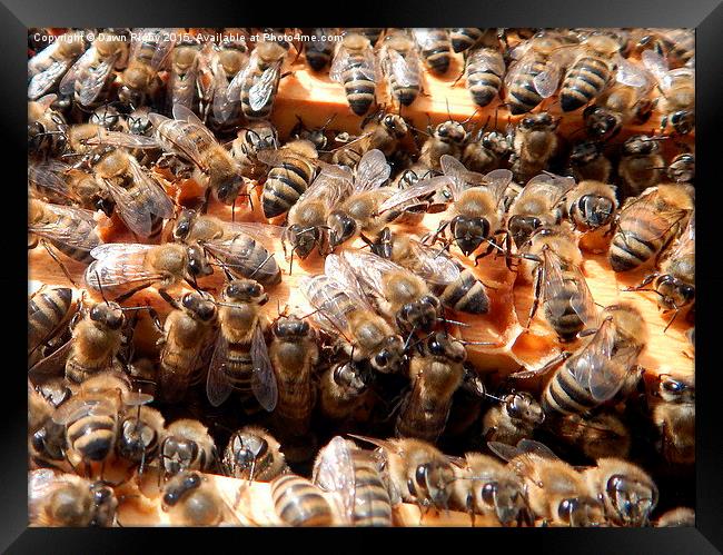  Honey bees on Frames. Framed Print by Dawn Rigby