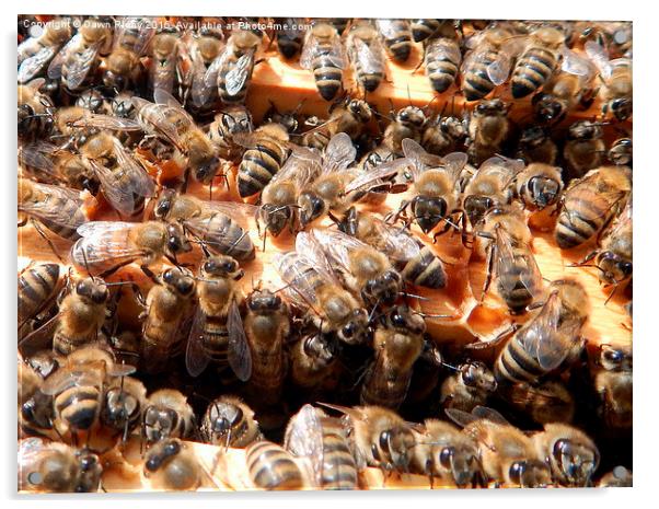  Honey bees on Frames. Acrylic by Dawn Rigby