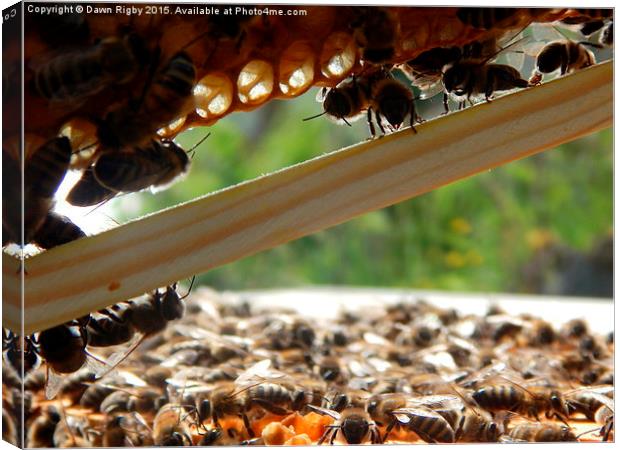 Honey bees at work. Canvas Print by Dawn Rigby