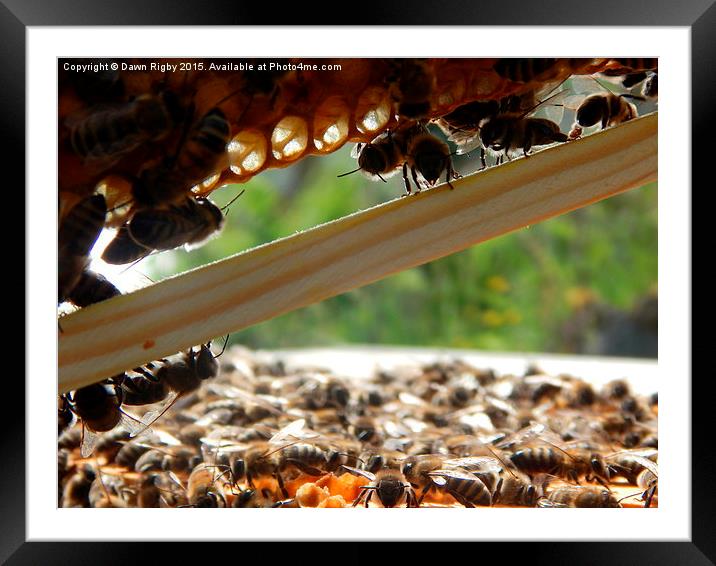 Honey bees at work. Framed Mounted Print by Dawn Rigby