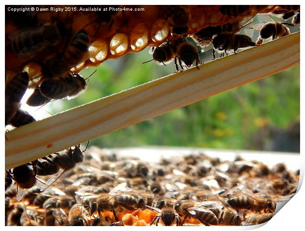 Honey bees at work. Print by Dawn Rigby