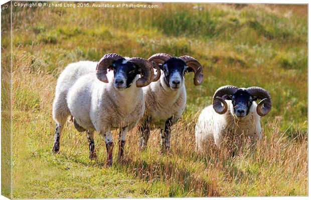 Three Scottish Black Faced Sheep Canvas Print by Richard Long