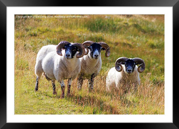 Three Scottish Black Faced Sheep Framed Mounted Print by Richard Long