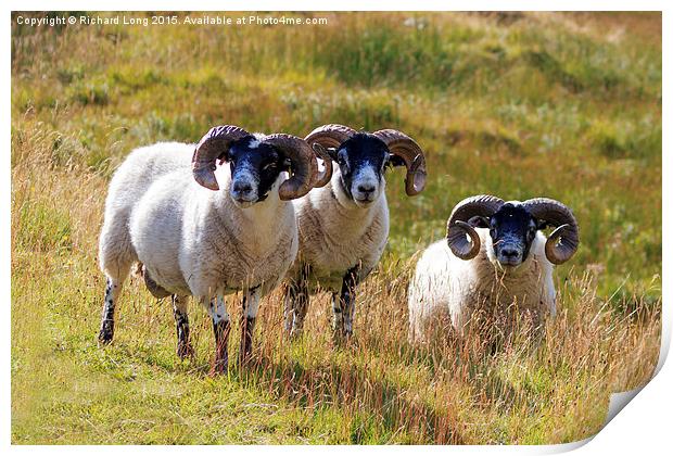 Three Scottish Black Faced Sheep Print by Richard Long