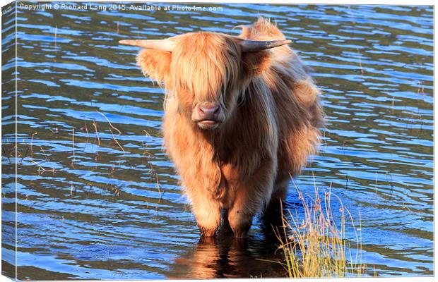 Highland Cow standing in the waters of Loch Achray Canvas Print by Richard Long