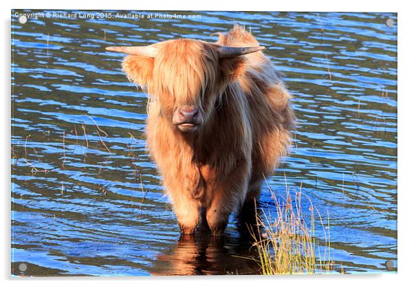 Highland Cow standing in the waters of Loch Achray Acrylic by Richard Long