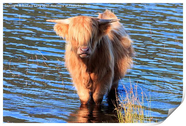 Highland Cow standing in the waters of Loch Achray Print by Richard Long