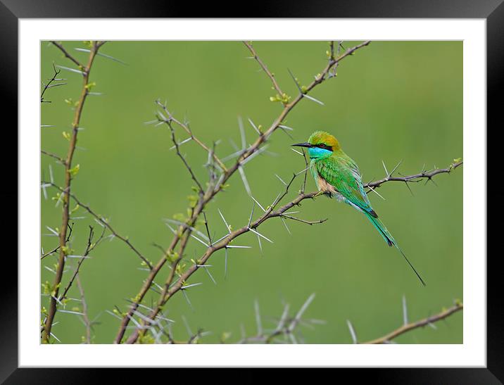 Little Green bee Eater Framed Mounted Print by Tahir abbas