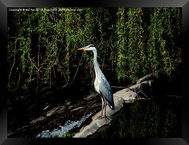  Adult Grey Heron Framed Print by Derrick Fox Lomax